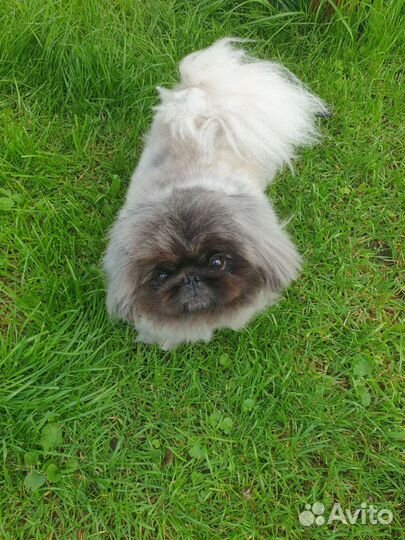 Вязка пекинес