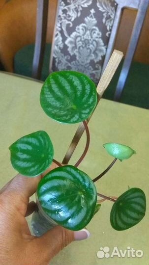 Бегонии и Пеперомии