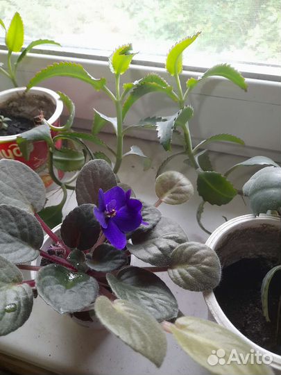 Фиалки каланхоэ кактус