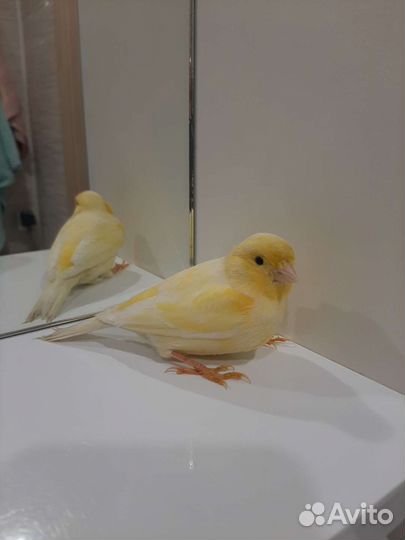 Канарейки