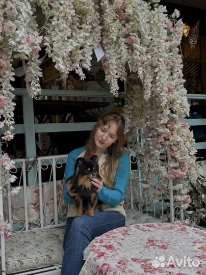 Зооняня, Догситтер, Кэтситтер, Передержка животных