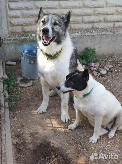 Собака в добрые руки