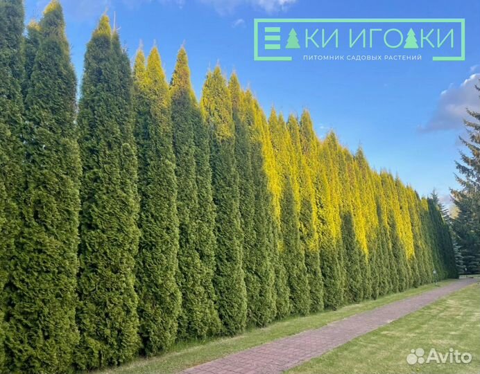 Туя Крупномер Смарагд 4,5 м