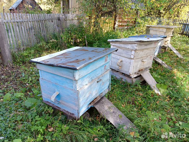 Улей с пчелами 