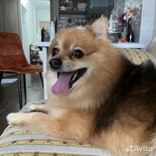 Передержка собак и кошек