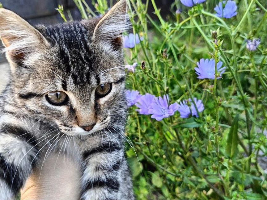 Котята в дар бесплатно в добрые руки