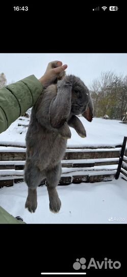 Кролик породы французский баран и великан