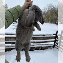 Кролик породы французский баран и великан