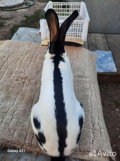 Кролик Строкач