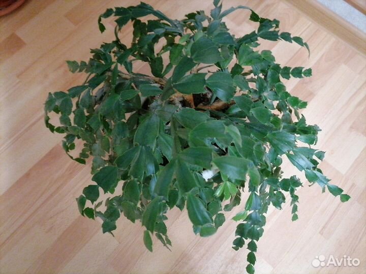 Декабрист сортовой шлюмбергер