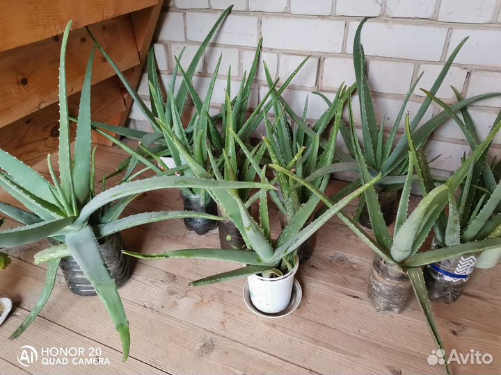 Алоэ столетник