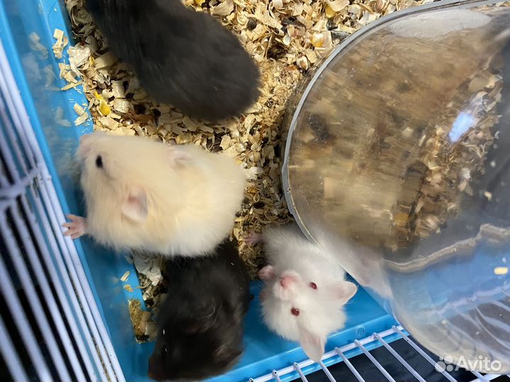 Сирийский хомяк