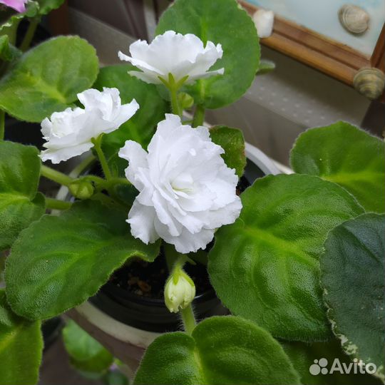 Сортовые фиалки