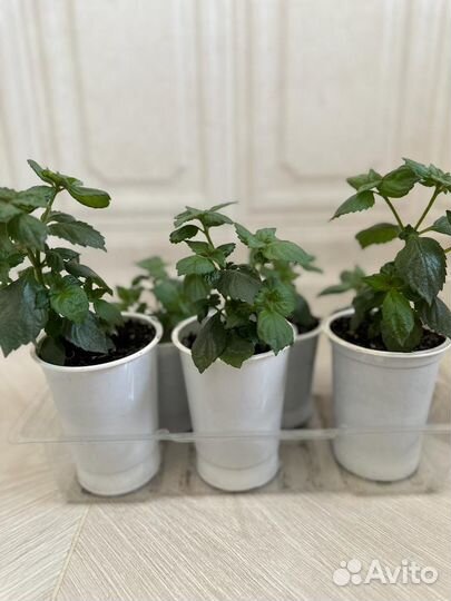 Комнатные растения цветы