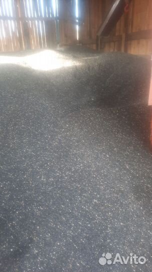 Семена подсолнечника