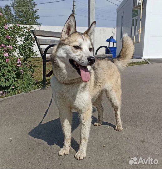 Метис лайки