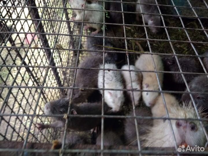 Нутрии, свинина