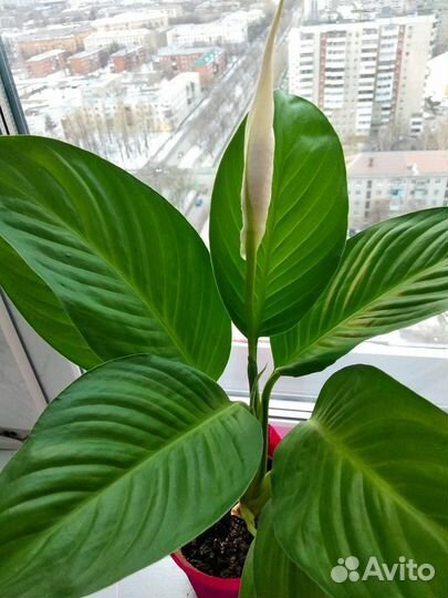 Спатифиллум цветущий