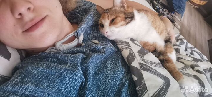 Котоняня на время вашего отсутствия