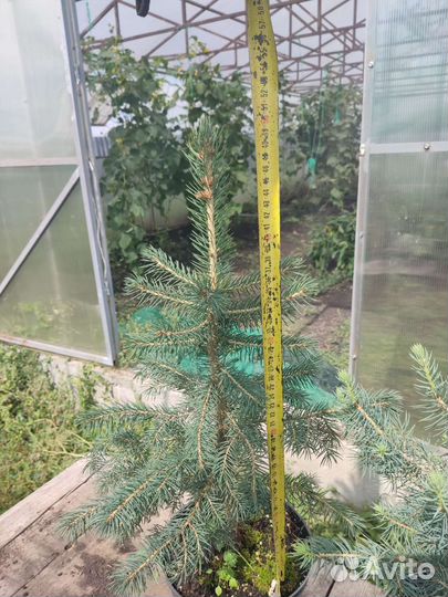 Ель голубая Glauca