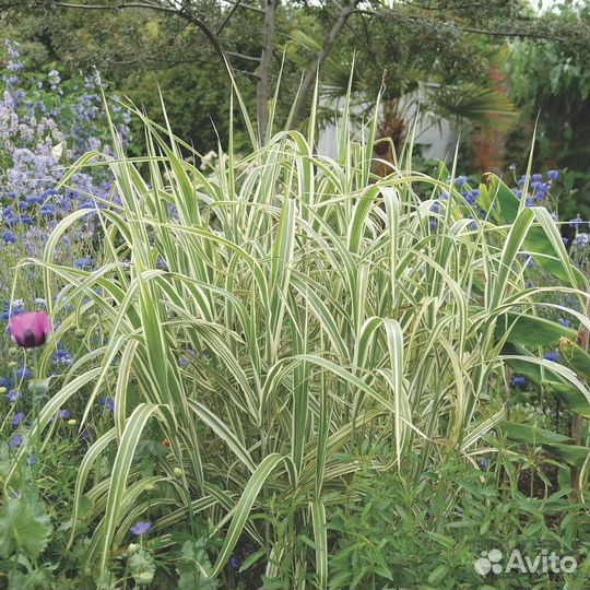 Многолетние садовые растения