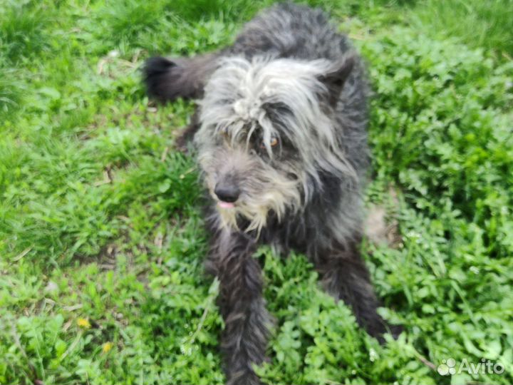 Собака в добрые руки