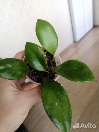 Хойя санрайз