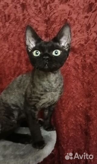 Котик бесплатно