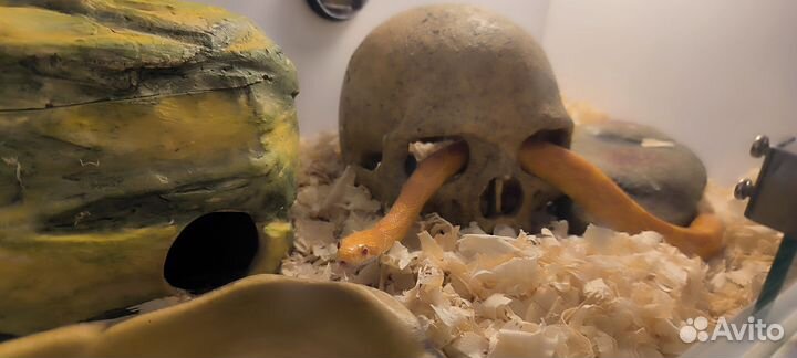 Моисовый полоз