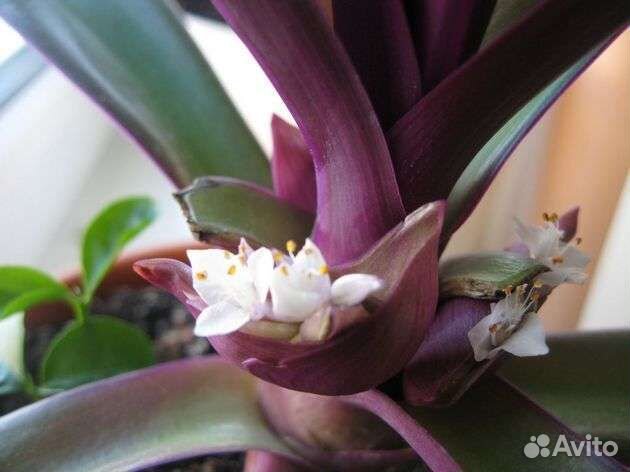 Комнатные растения традесканция Рео