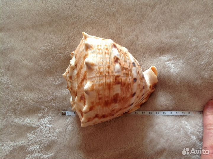 Крупная ракушка, для интерьера новая