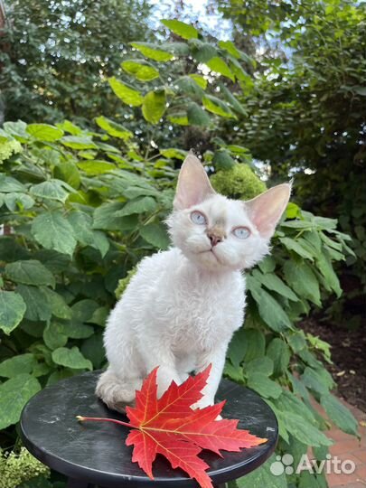 Девон-рекс. Котенок девочка