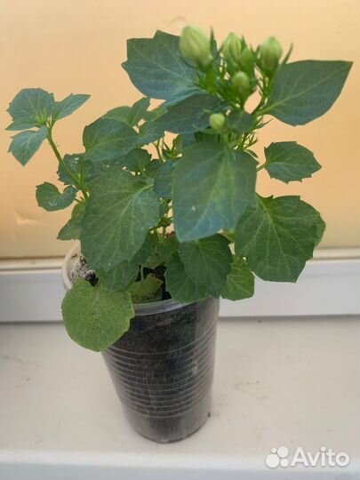 Цветок кампанула