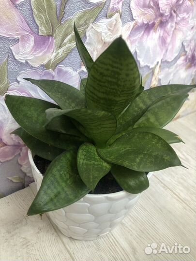 Сансевиерия цветок с горшком