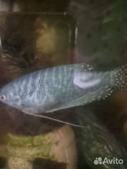 Гурами. Креветки вишня