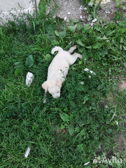 Отдам бесплатно щенков