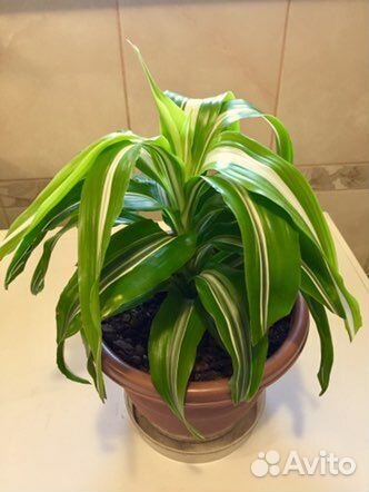 Комнатные растения 1