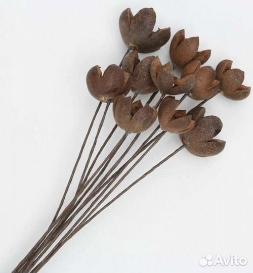 Сухоцветы гепсафила, лагуруса, хлопок