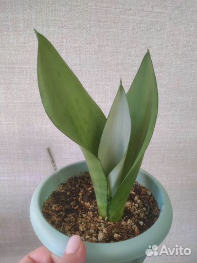 Сансевиерия Муншайн