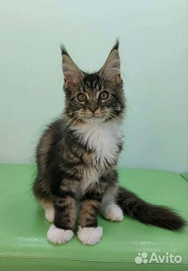 Котята мейн-кун