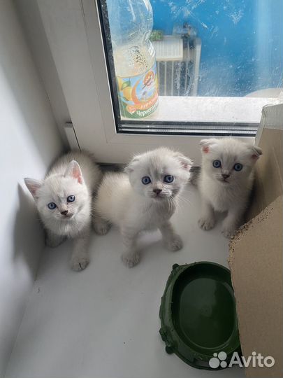 Вислоухие котята