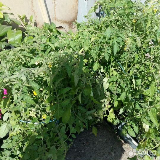 Рассада томатов,перцев,клубники,капусты,петуний ма