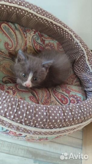 Котик в дар