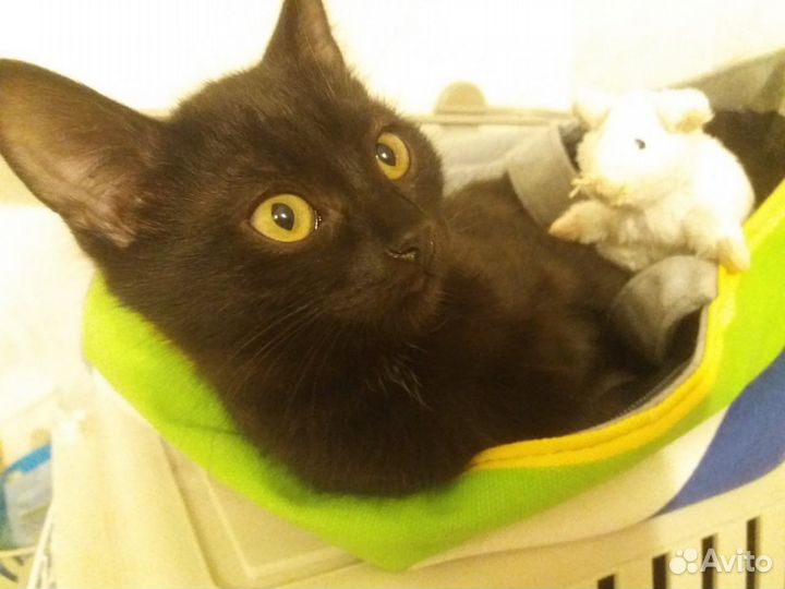 Черный котенок ищет дом