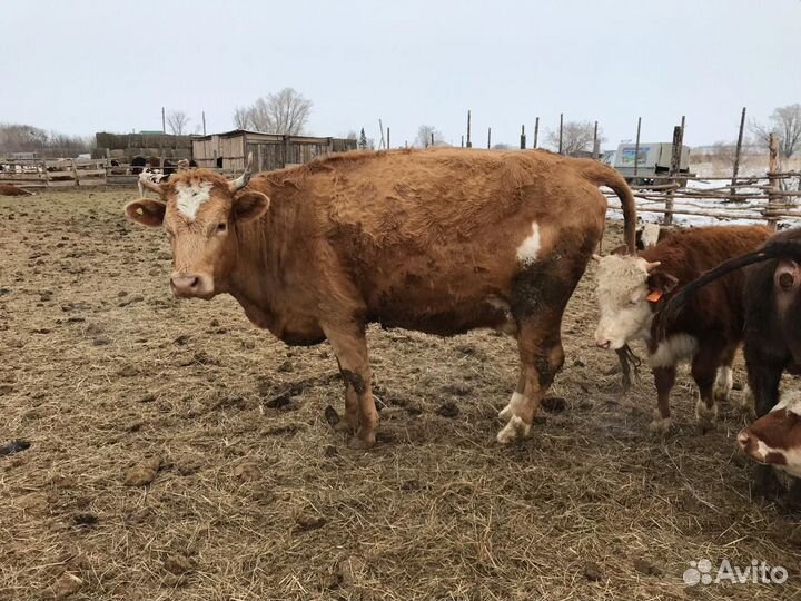 Продам коров