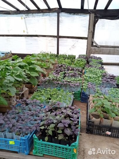 Рассада томаты, огурцы, перец, баклажаны