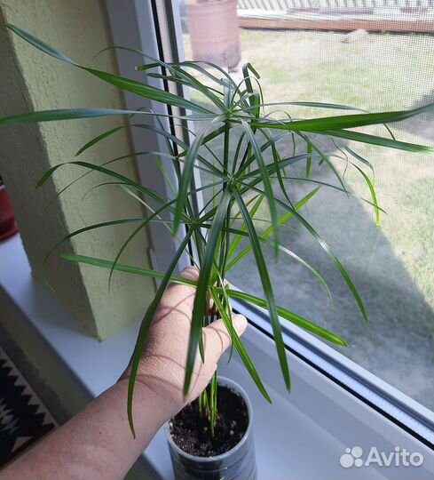 Комнатные цветы Обновлен 18.10