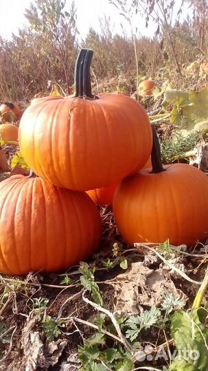 Тыква Хеллоуин