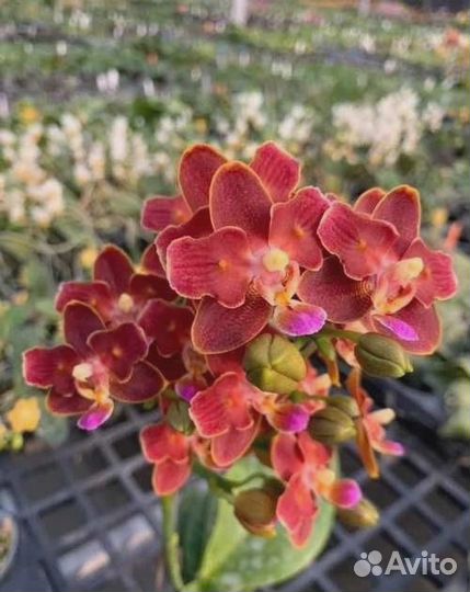 Ароматные орхидеи