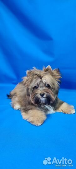 Цветной йорк